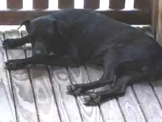 Cachorro ra a Não sei idade 7 a 11 meses nome NAo sei 
