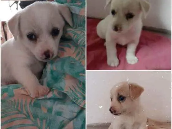 Cachorro ra a Não sei  idade Abaixo de 2 meses nome Não sei 