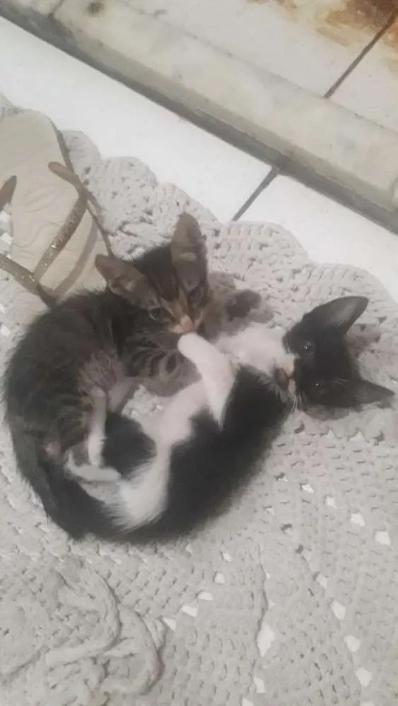 Gato raça  idade Abaixo de 2 meses nome Sem nome