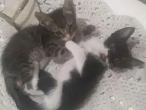 Gato raça  idade Abaixo de 2 meses nome Sem nome