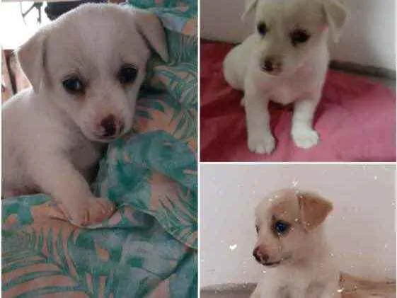 Cachorro ra a Não sei  idade Abaixo de 2 meses nome Não sei 