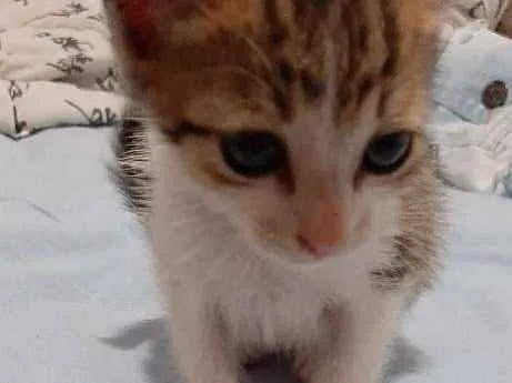 Gato ra a  idade Abaixo de 2 meses nome Sem nome
