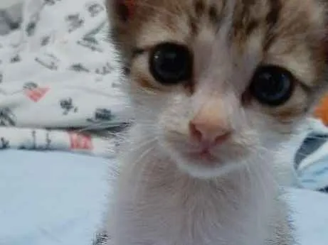 Gato ra a  idade Abaixo de 2 meses nome Sem nome