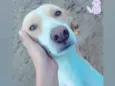 Marley