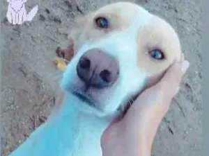 Cachorro raça Vira lata idade 3 anos nome Marley