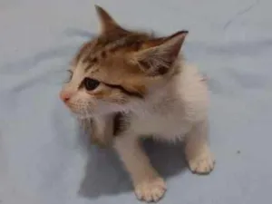 Gato raça  idade Abaixo de 2 meses nome Sem nome