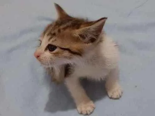 Gato ra a  idade Abaixo de 2 meses nome Sem nome