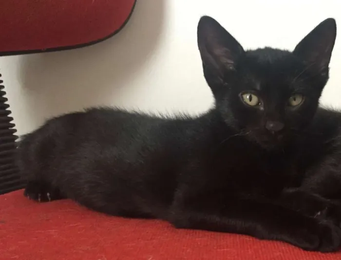 Gato ra a SRD idade 2 a 6 meses nome Rutinha
