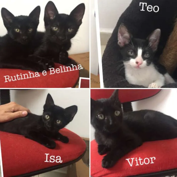 Gato ra a SRD idade 2 a 6 meses nome Rutinha