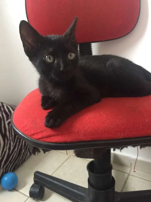 Gato ra a SRD idade 2 a 6 meses nome Vitor