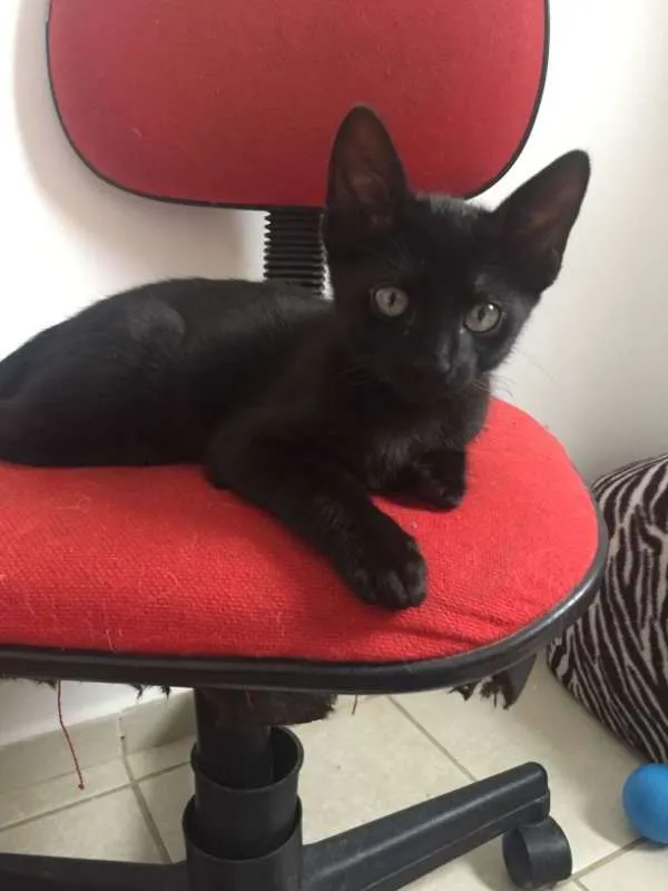 Gato ra a SRD idade 2 a 6 meses nome Vitor