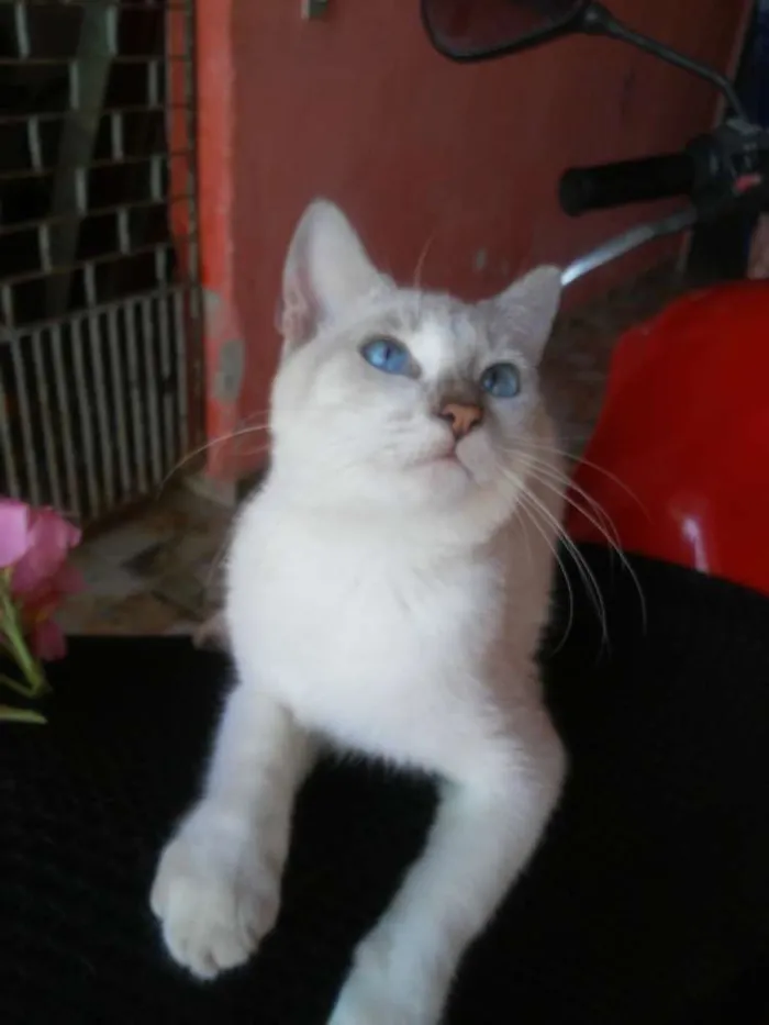 Gato ra a  idade 2 a 6 meses nome Estrelinha