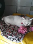 Estrelinha