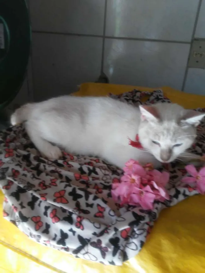 Gato ra a  idade 2 a 6 meses nome Estrelinha