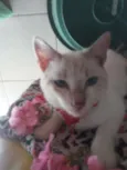 Estrelinha