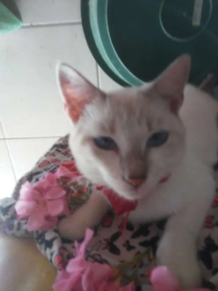 Gato ra a  idade 2 a 6 meses nome Estrelinha