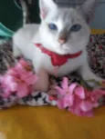 Estrelinha