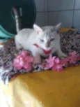 Estrelinha