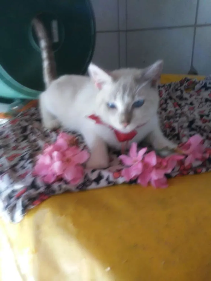 Gato ra a  idade 2 a 6 meses nome Estrelinha
