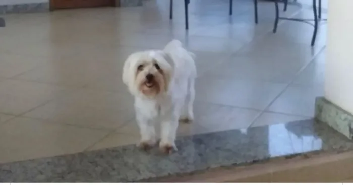 Cachorro ra a Maltês  idade 3 anos nome Boris 