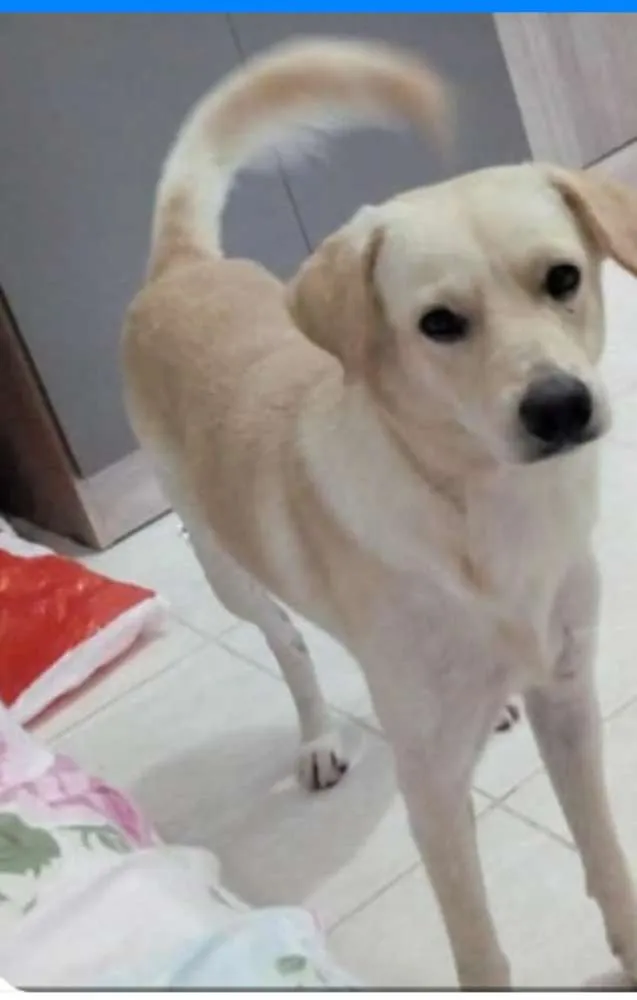 Cachorro ra a Labrador idade 1 ano nome Lupi