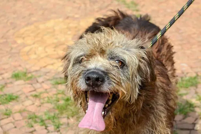 Cachorro ra a SRD idade 5 anos nome Lourenço