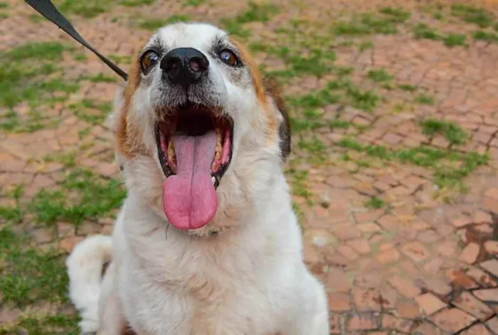 Cachorro ra a SRD idade 6 ou mais anos nome Kinkas