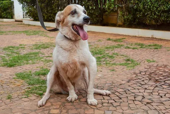 Cachorro ra a SRD idade 6 ou mais anos nome Kinkas