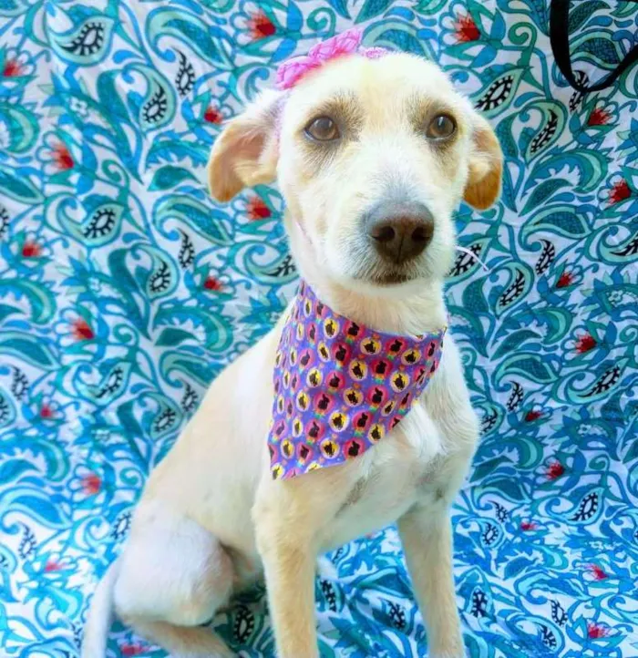 Cachorro raça SRD idade 7 a 11 meses nome JUJU