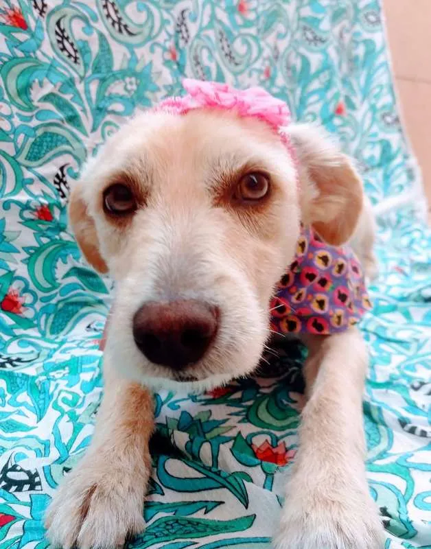 Cachorro raça SRD idade 7 a 11 meses nome JUJU