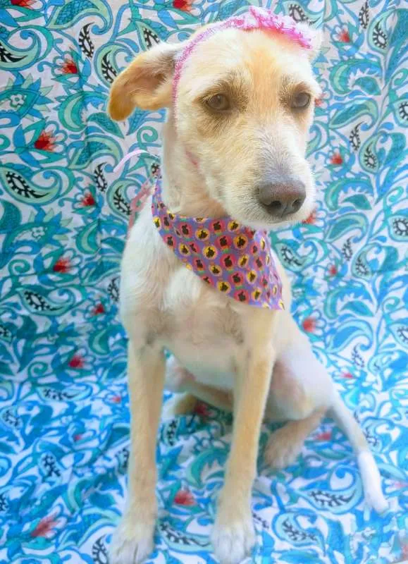 Cachorro raça SRD idade 7 a 11 meses nome JUJU