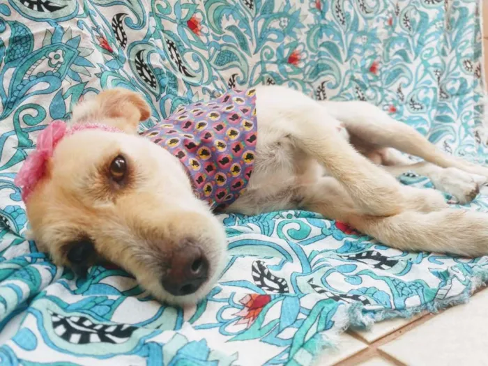 Cachorro raça SRD idade 7 a 11 meses nome JUJU