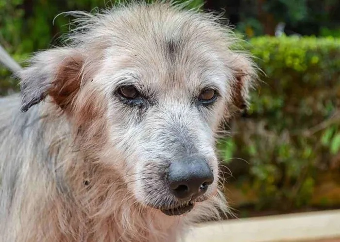 Cachorro ra a SRD idade 6 ou mais anos nome Tufão