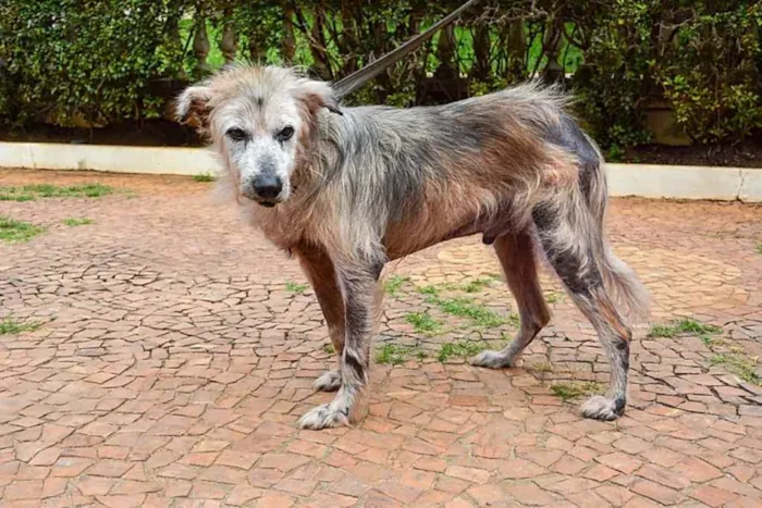 Cachorro ra a SRD idade 6 ou mais anos nome Tufão