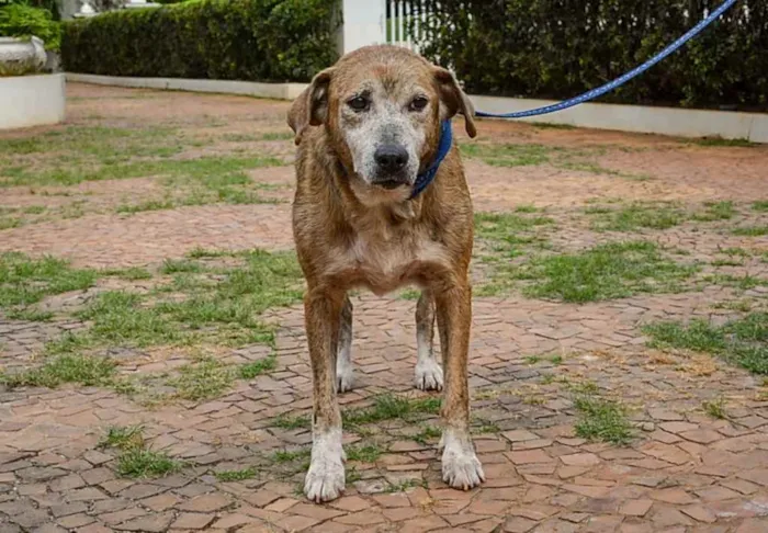 Cachorro ra a SRD idade 6 ou mais anos nome Vênus