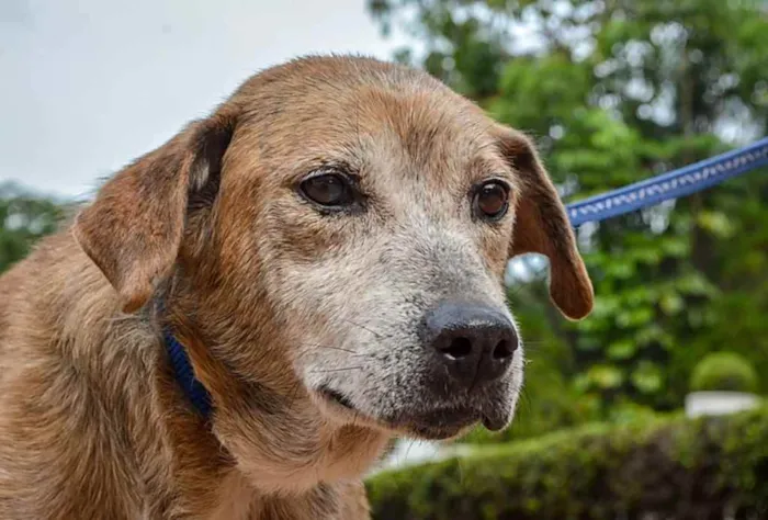 Cachorro ra a SRD idade 6 ou mais anos nome Vênus