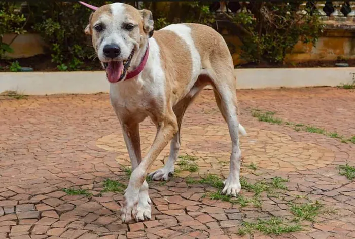 Cachorro ra a SRD idade 6 ou mais anos nome Pintado