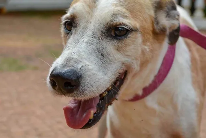 Cachorro ra a SRD idade 6 ou mais anos nome Pintado