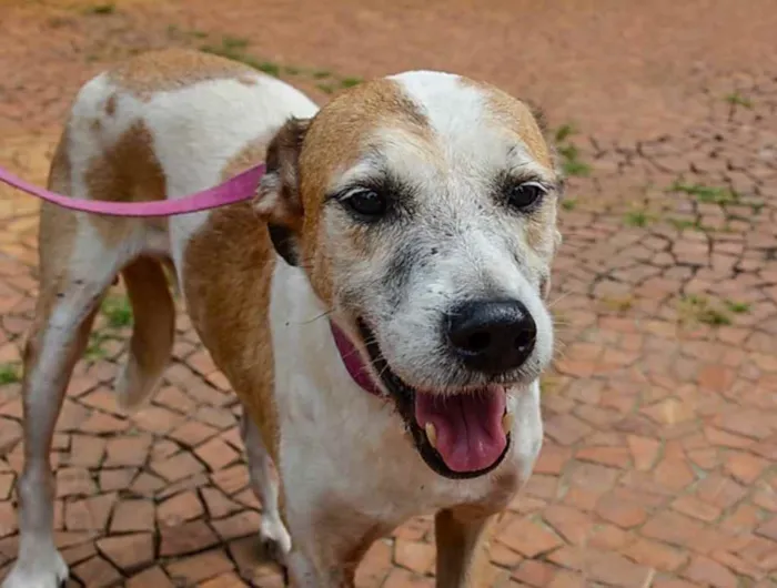 Cachorro ra a SRD idade 6 ou mais anos nome Pintado