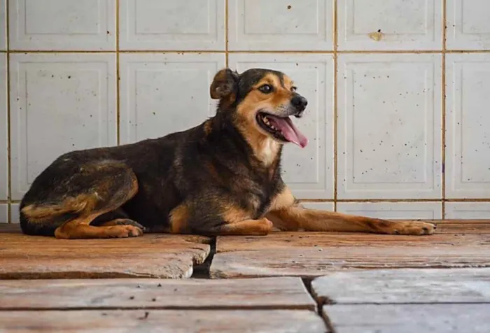 Cachorro ra a SRD idade 6 ou mais anos nome Marrom