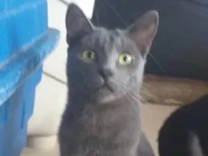 Gato raça SRD idade 7 a 11 meses nome Juca 