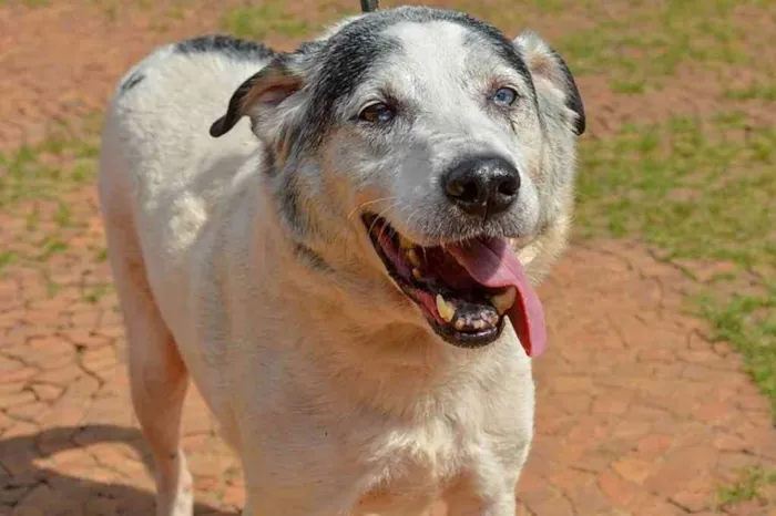 Cachorro ra a SRD idade 6 ou mais anos nome Pirata