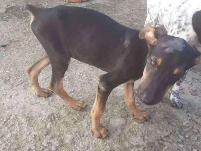 Cachorro ra a Pinscher 2 idade 2 a 6 meses nome Sem nome