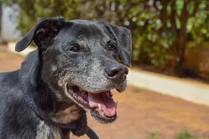 Cachorro ra a SRD idade 6 ou mais anos nome Popó