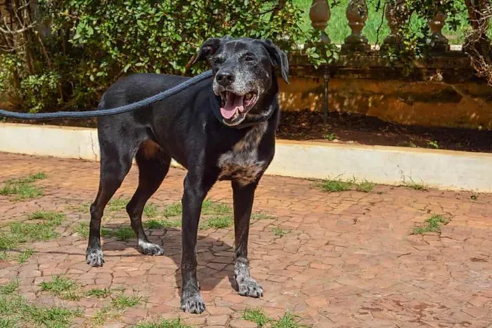 Cachorro ra a SRD idade 6 ou mais anos nome Popó