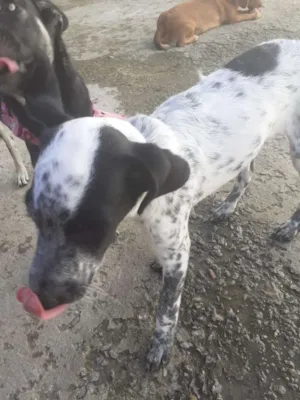 Cachorro raça Rnd idade 2 a 6 meses nome Jade