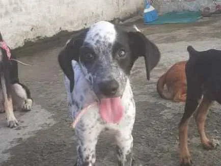Cachorro ra a Rnd idade 2 a 6 meses nome Jade