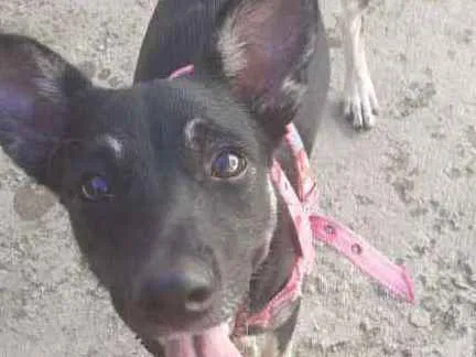 Cachorro ra a Nao definida idade 2 a 6 meses nome Canela