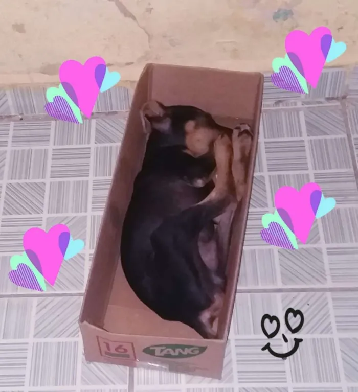 Cachorro ra a Pinscher 2 idade 2 a 6 meses nome Sem nome