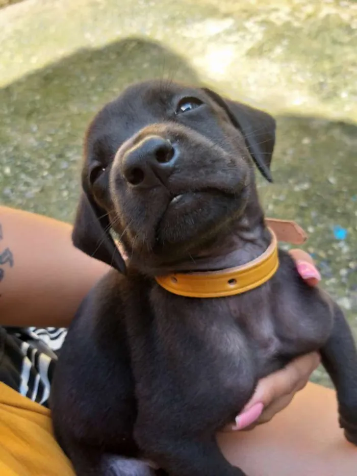 Cachorro ra a Vira lata   idade Abaixo de 2 meses nome Cachorrinhos